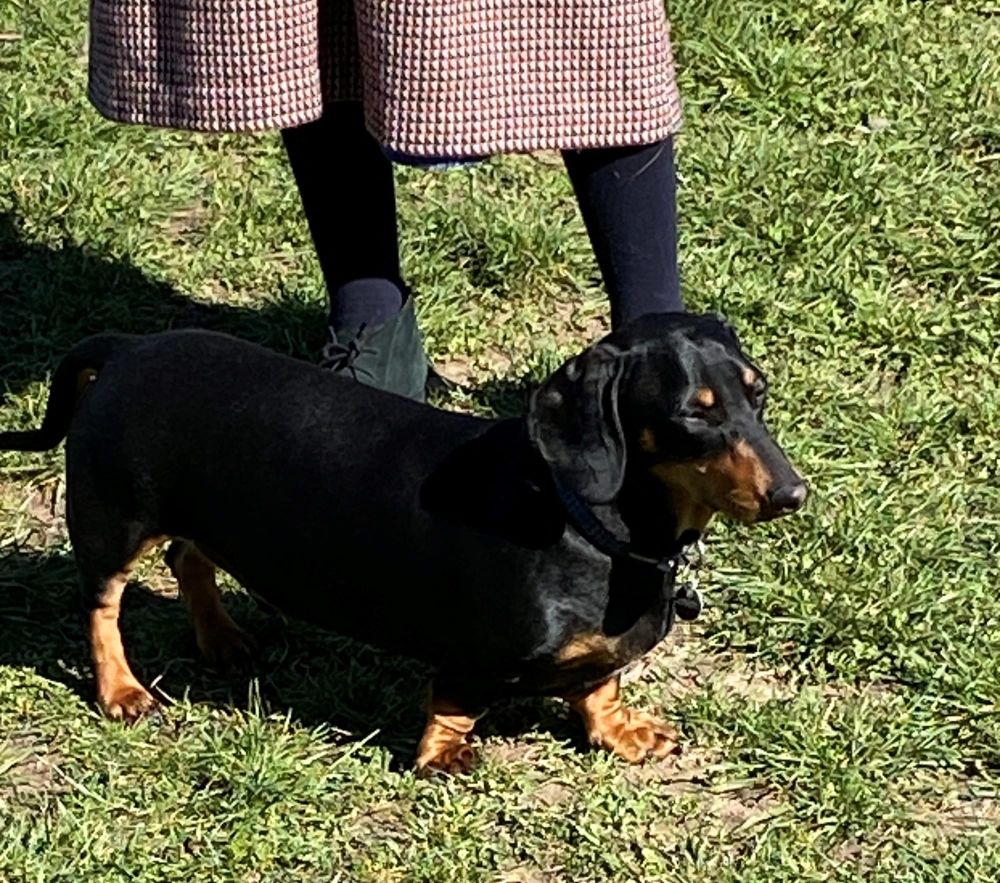 How Bass Coast’s dogs missed the boat post image