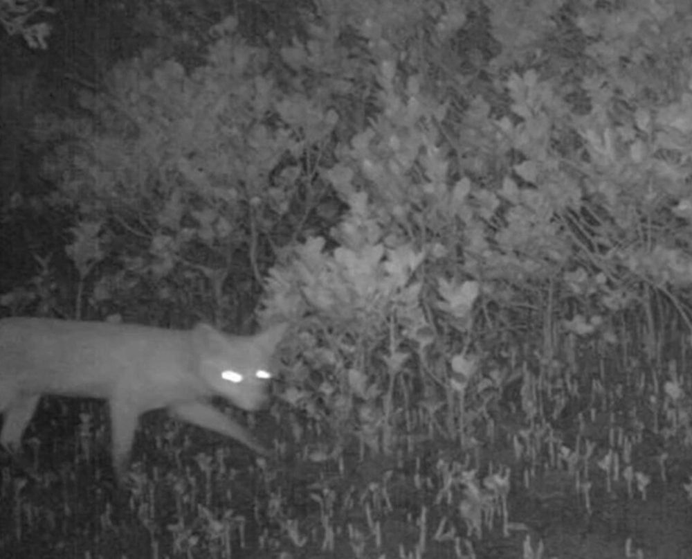 Fox on the run sparks Phillip Island fears post image