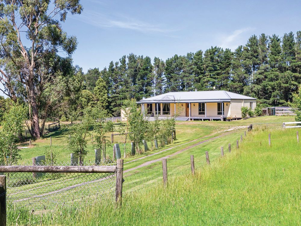 The pine forest with views post image