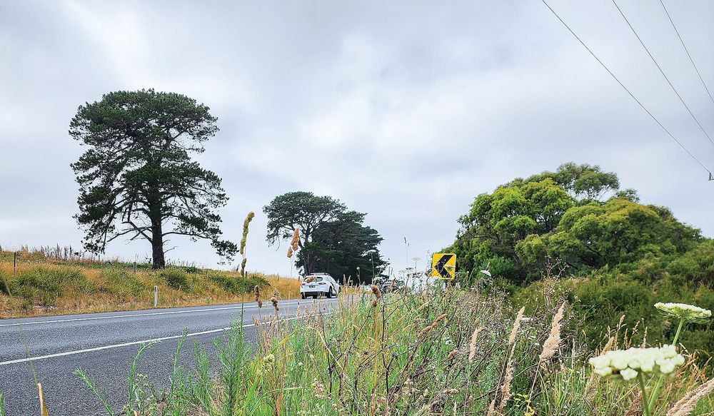 Overgrown roadsides causing concern post image