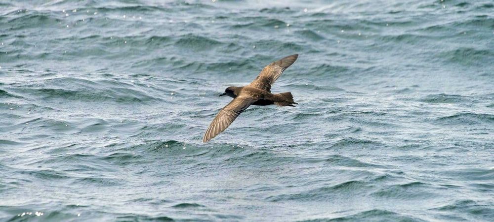 A real threat, but no detection yet for HPAI H5N1 avian flu post image