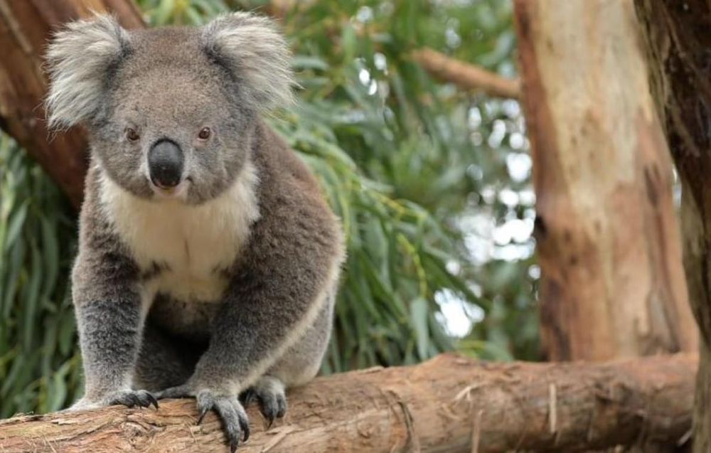 Are the Island’s koalas headed for extinction? post image