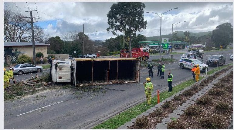 Lucky result after cattle truck rolls post image