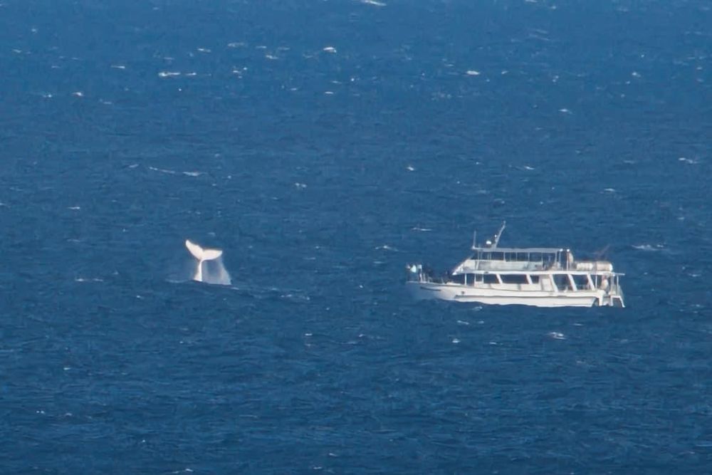 Whales arrive right on cue for Phillip Island’s festival post image