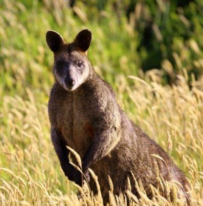 Disturbing discovery after wallabies shot post image