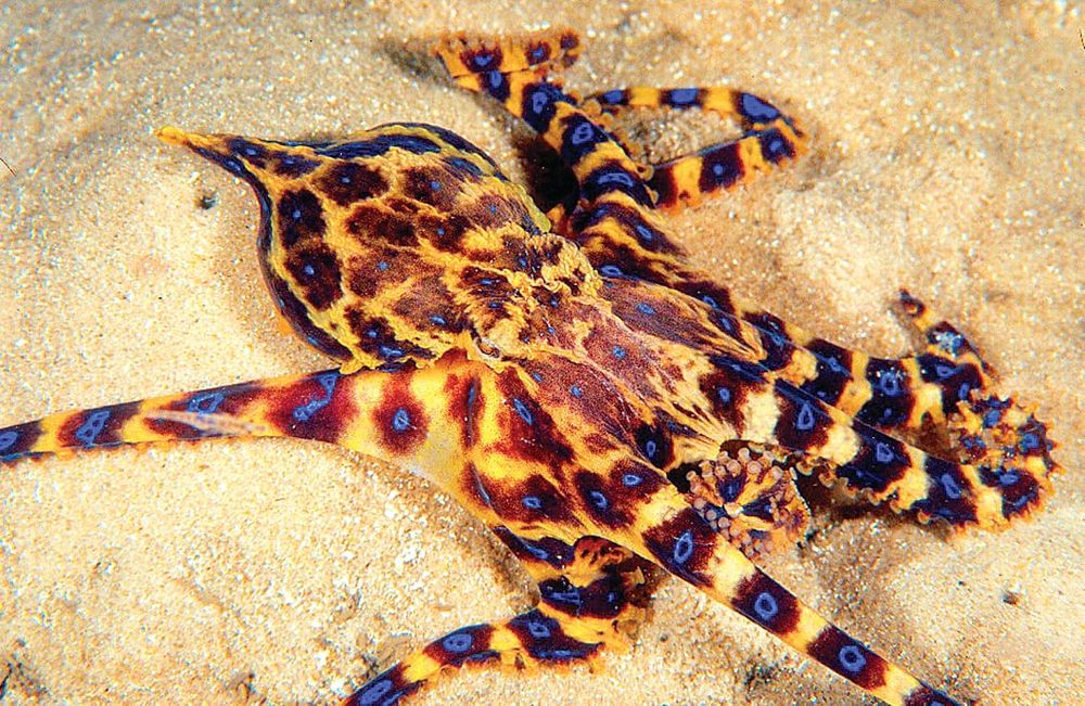 Deadly octopus spotted on Silverleaves Beach post image