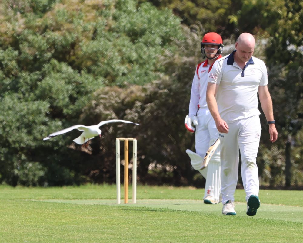Pesky Newhaven cricket fan has players in a flap post image