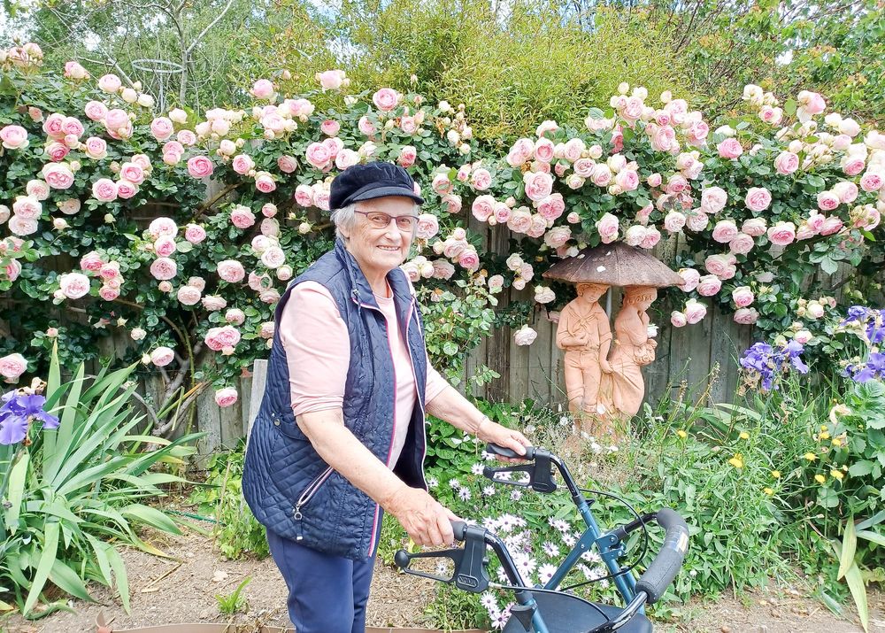 Pierre de Ronsard, a rose worth growing post image