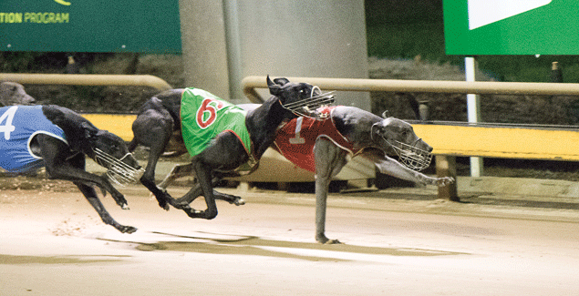 Karen’s spirit inspires breeder’s success post image
