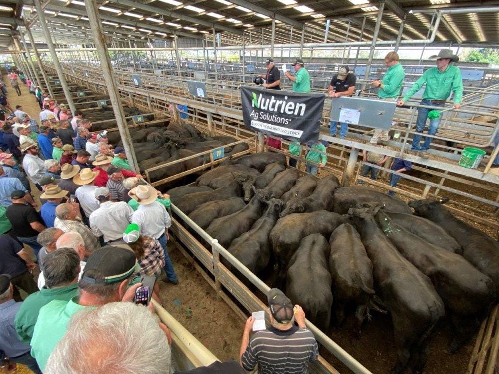 Super centre: Why Pakenham’s loss could be Leongatha saleyard’s gain post image