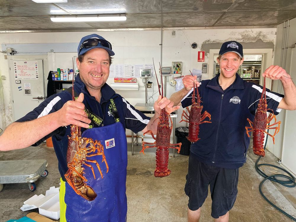 Lobster back on their menu, not ours! post image