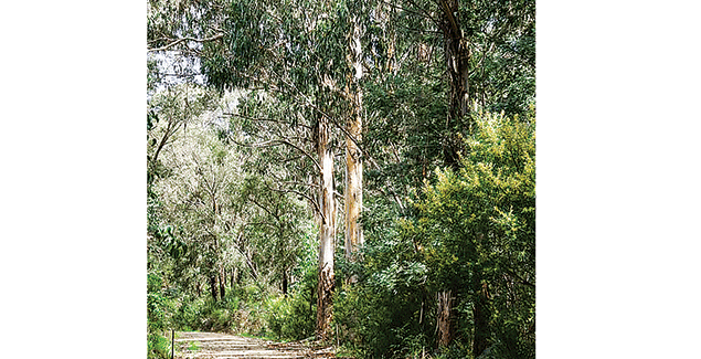 Next steps for Mirboo North state forest post image