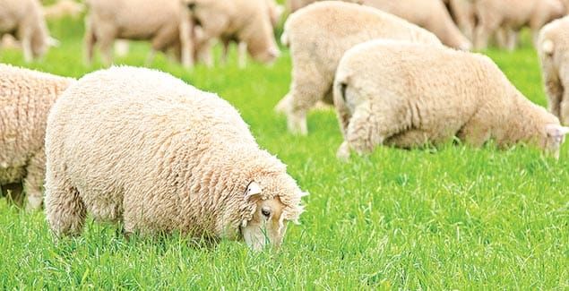 Mohaka hybrid delivers superior grazing post image