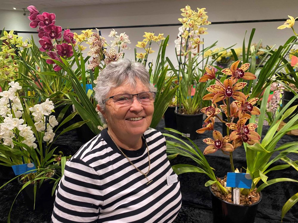 PREVIEW: Wow what a show of orchids at Wonthaggi! post image