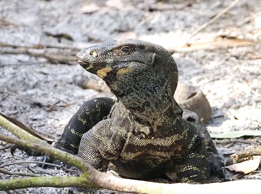 Bass Coast DAL needs to draw ‘line in the sand’, says shire post image