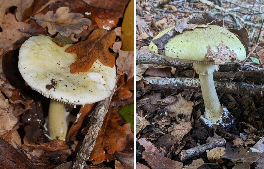Be alert to poisonous mushrooms growing in Victoria, says CHO post image