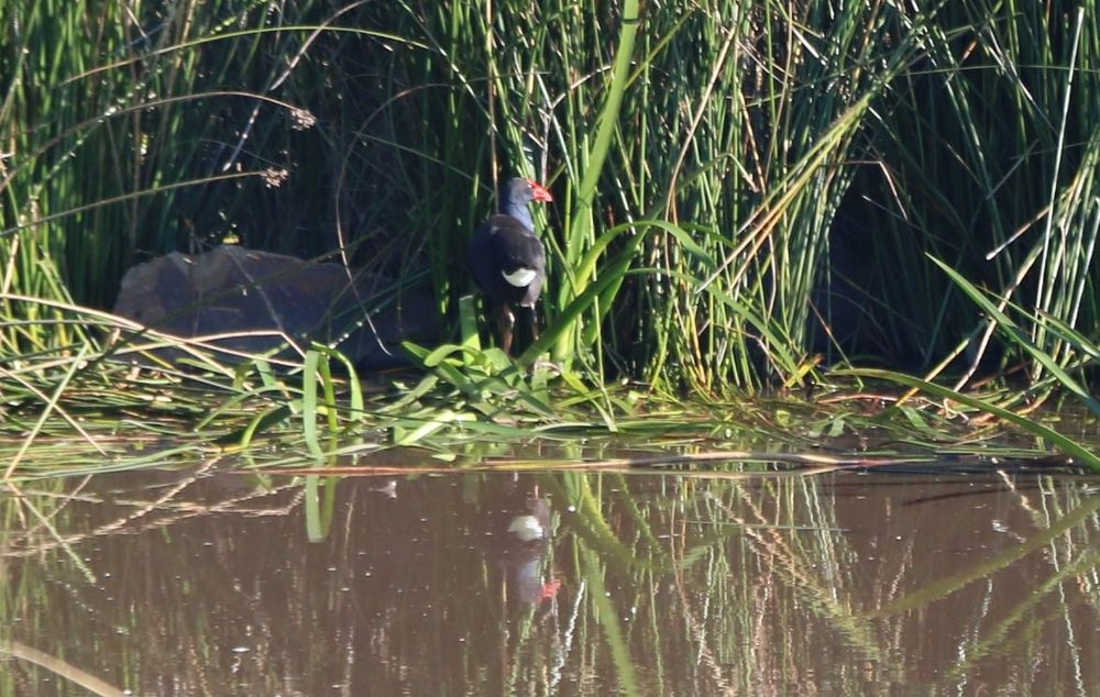 How they’re putting wildlife in the picture at The Cape post image