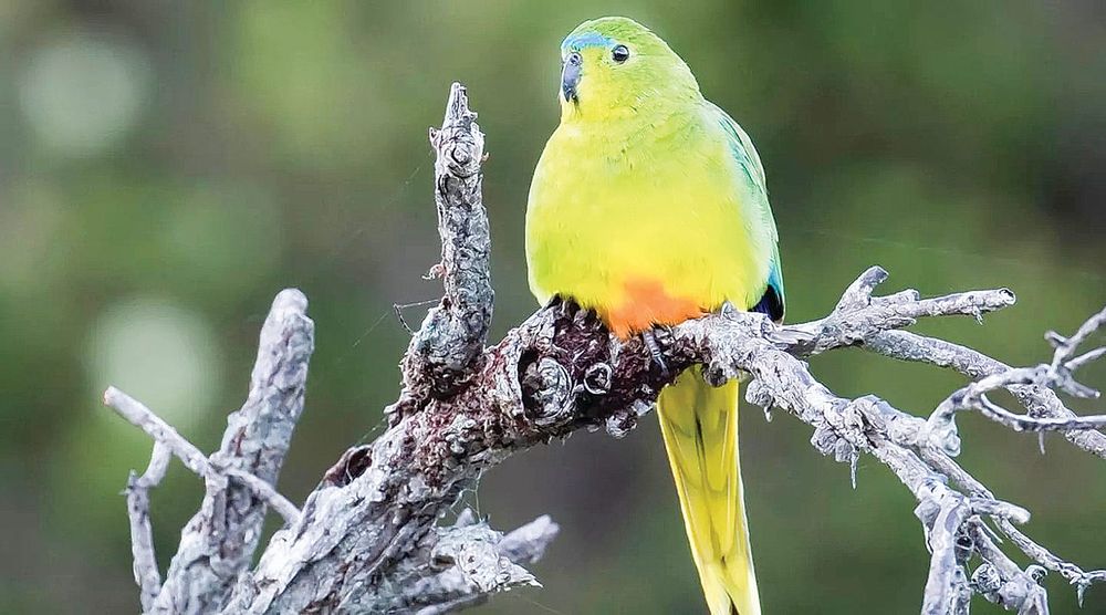 Fundraiser will help save native species post image