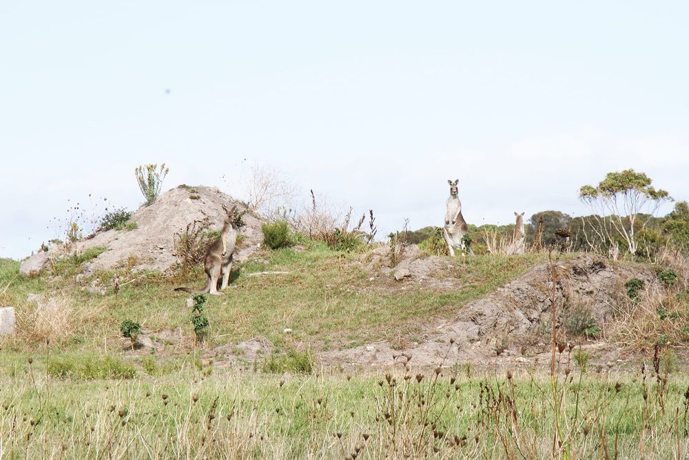 Ground-breaking solution to cap Wonthaggi landfill site post image