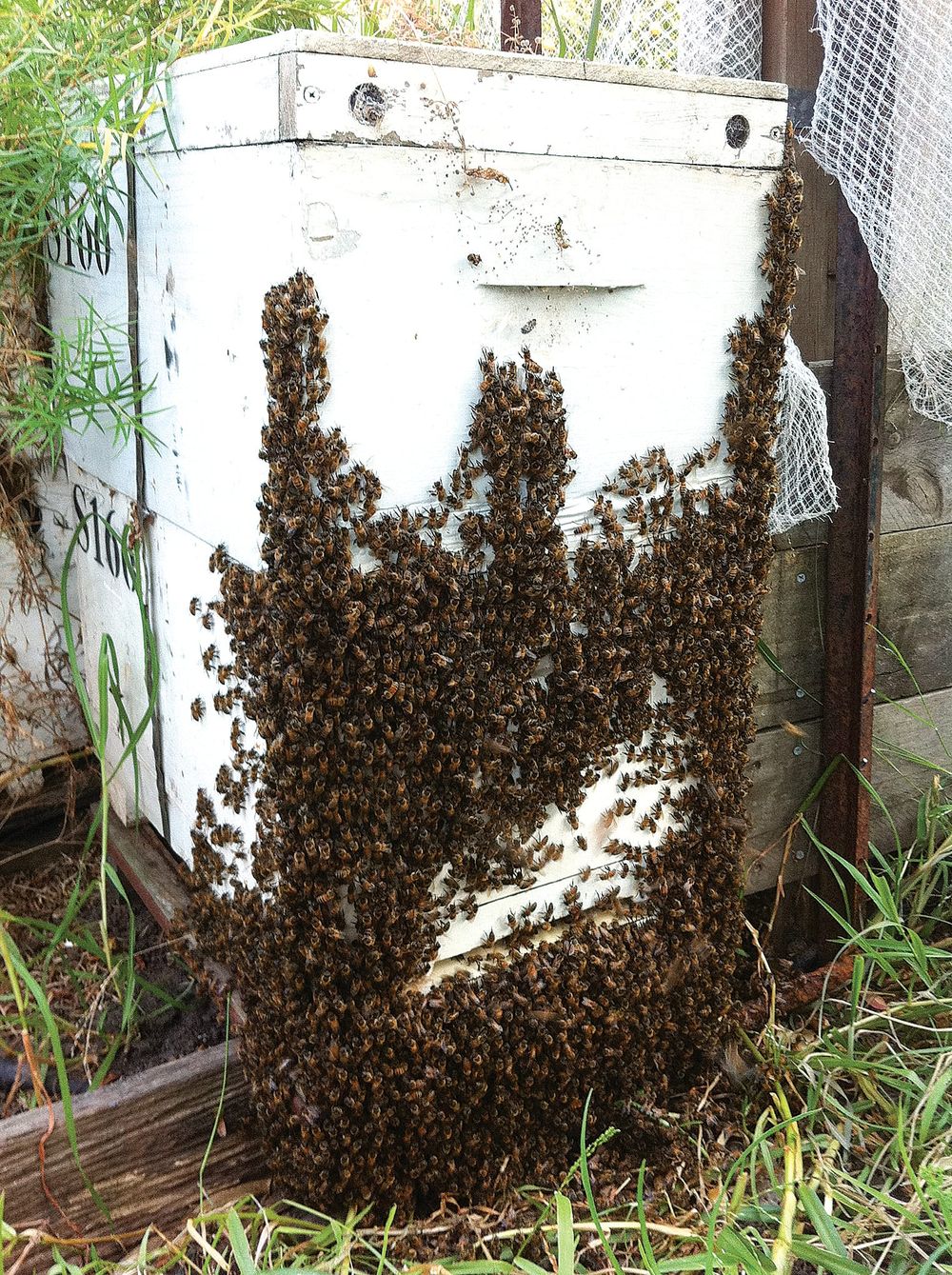 Permit system widens as pollination continues safely post image