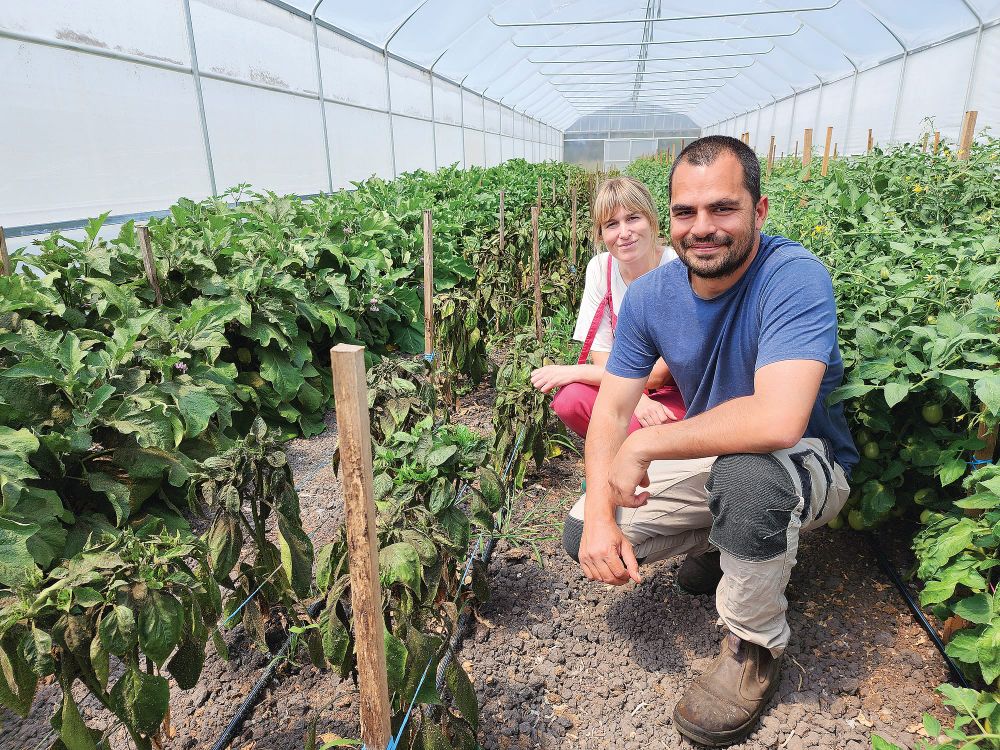Crop woes - Weather wreaking havoc on local farmers post image