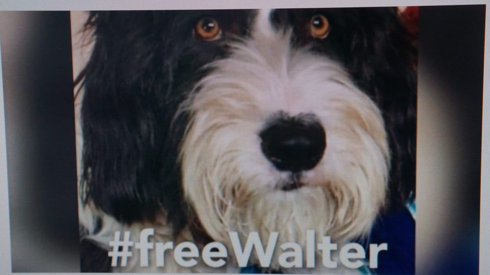 Ongoing row between shire and dog owner post image