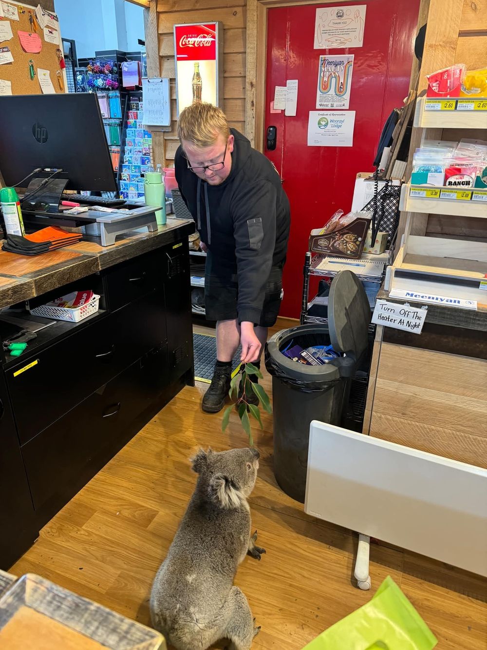 Contemporary Blinky Bill browses Meeniyan IGA post image