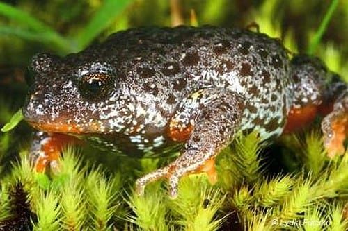 Save the ‘Woodlands’, save this rare frog, they say post image