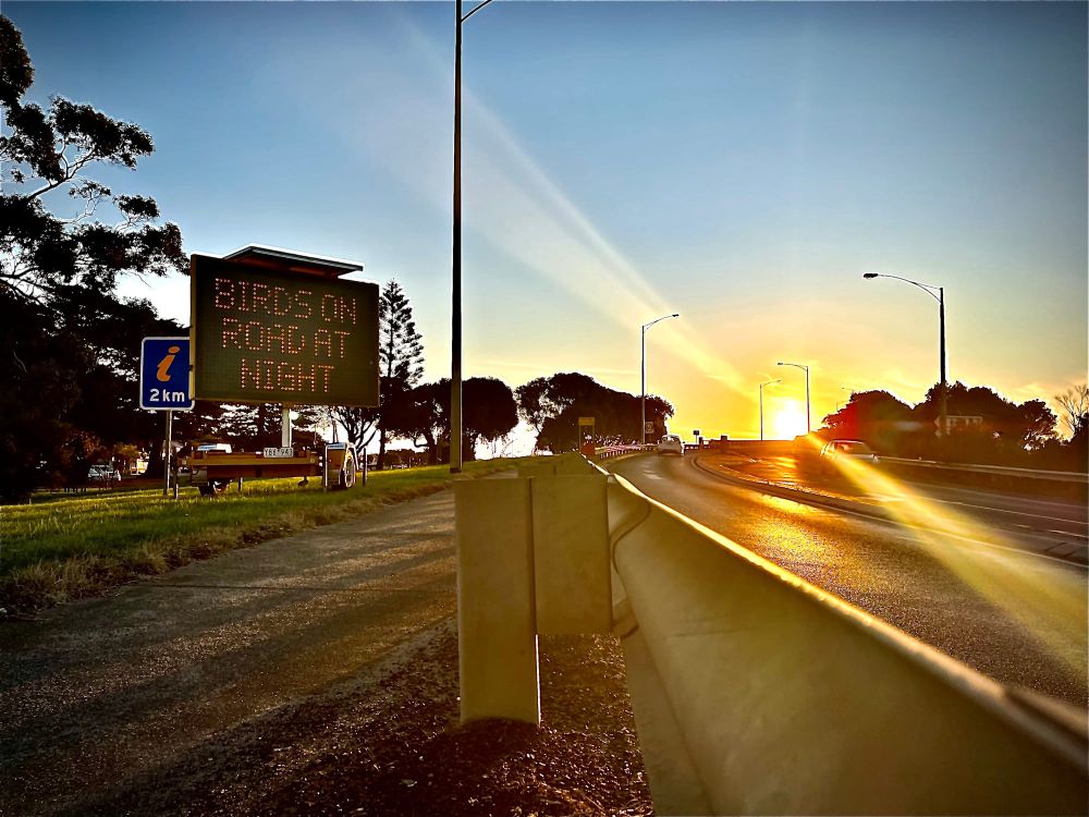 Lights off as shearwater chicks take off post image