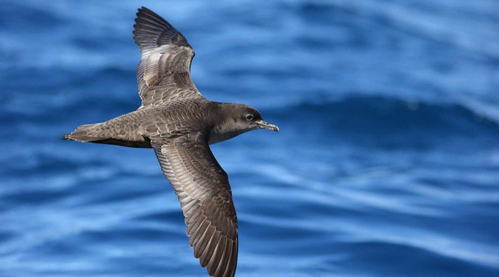 Phillip Island’s Shearwaters are touching down post image