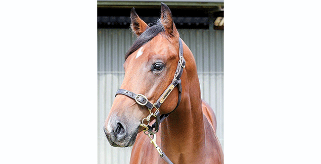 Storm brings tragic loss of racehorse at Bass post image