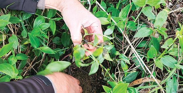 Trad Smut released to combat noxious weed post image