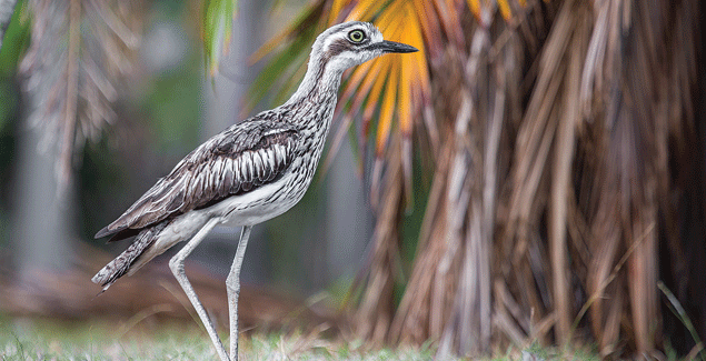 Calling the curlews home post image