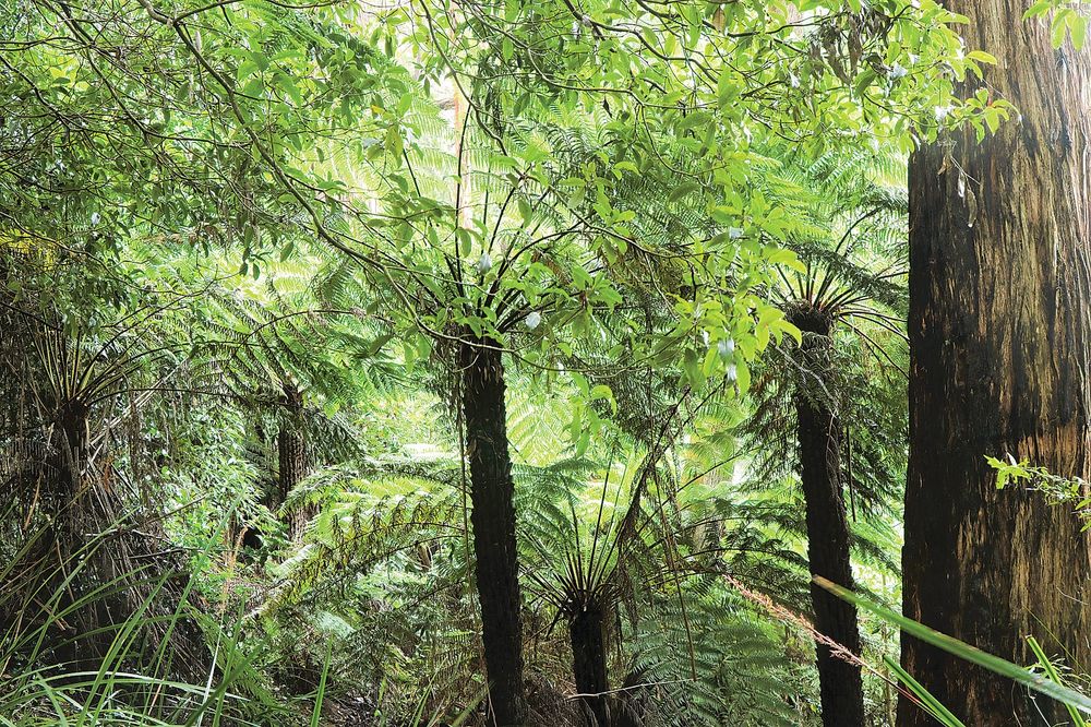 Protecting Mirboo North’s precious forests post image