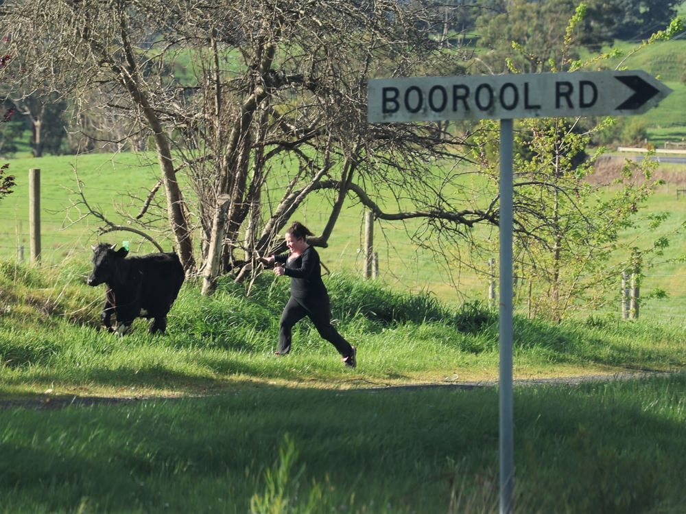 Runaway steer causes crash at Boorool post image