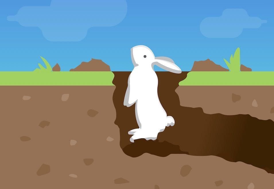 Here’s help with rabbits for Island residents post image