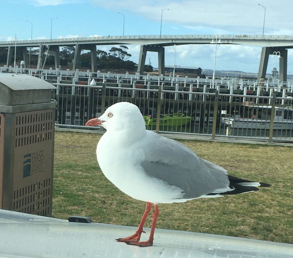 Phillip Island COVID warning after second sewerage "positive" post image