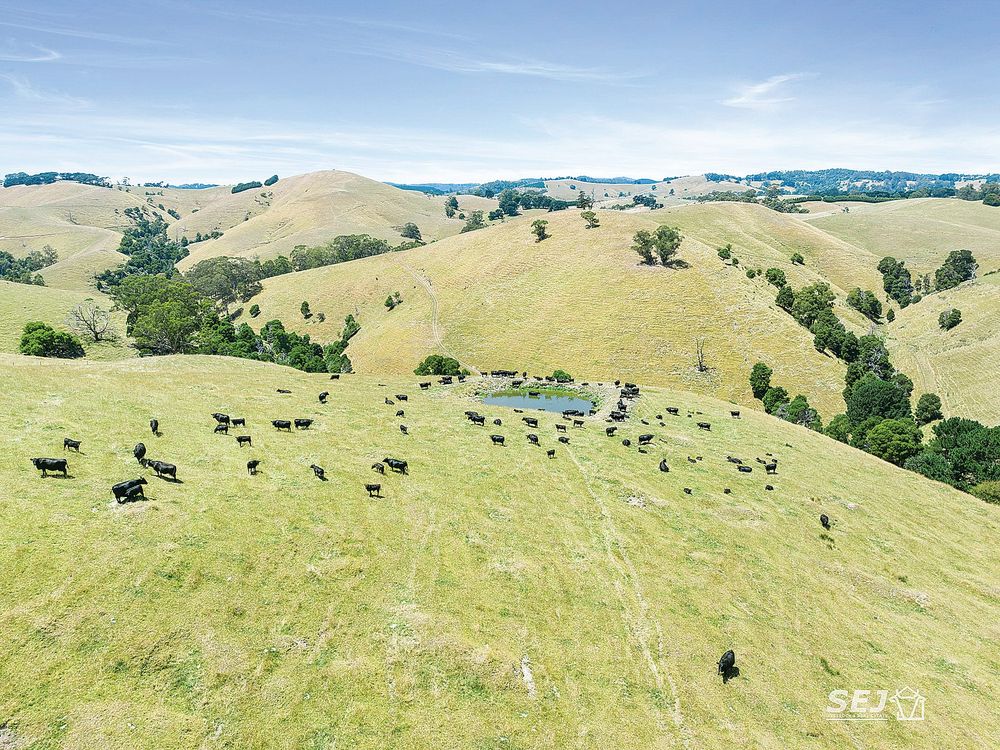 Gippsland’s own high-country grazing post image