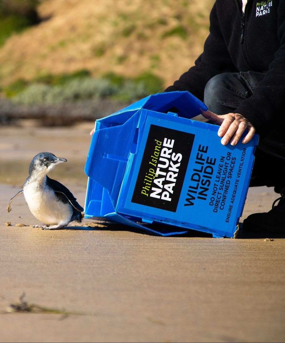 Little penguin released back into the ocean post image