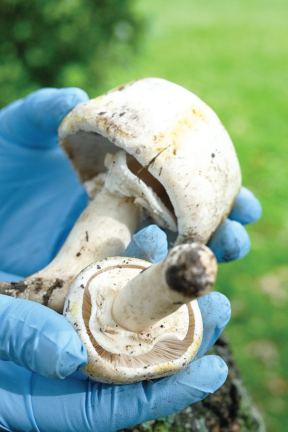 Poisonous mushrooms warning issued for Victoria post image