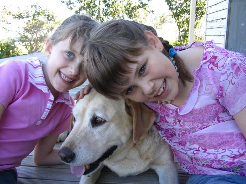 Communication breakdown causes chaos at kennels post image