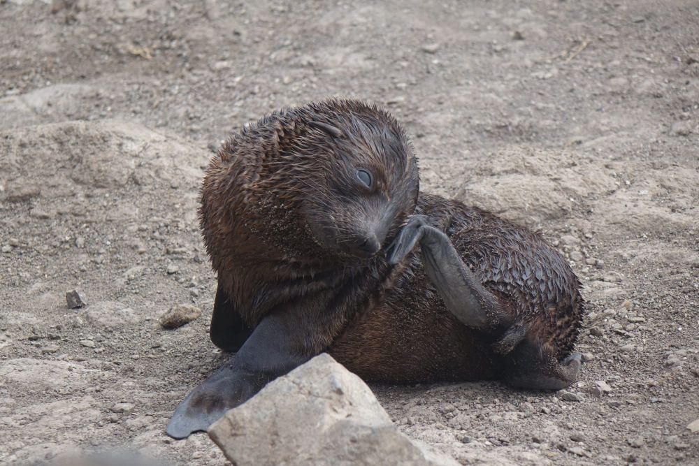 Startling results for seal census post image