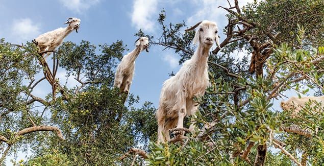Goats for weed control - how to make it work post image
