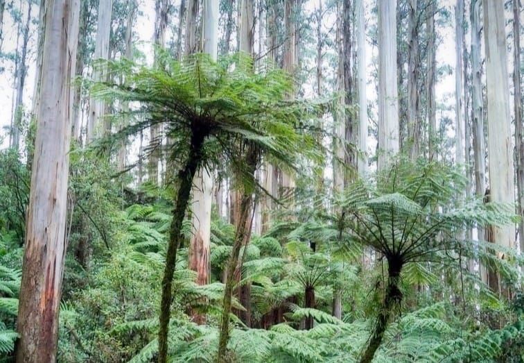 ‘Critically endangered’ Slender Tree-ferns saved at Turtons Creek post image