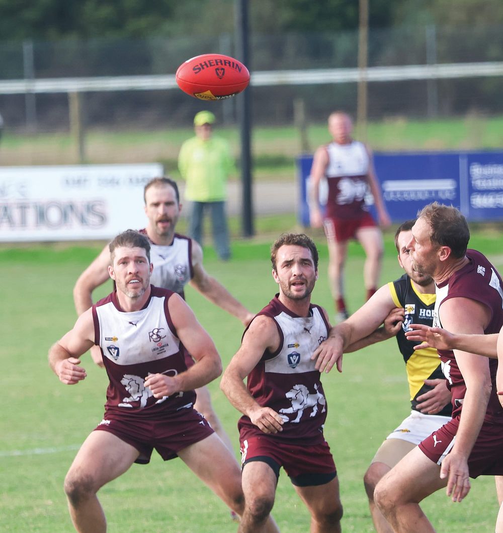 Battle of the jungle cats post image