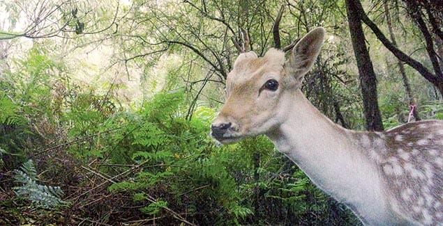 Targeting feral deer post image