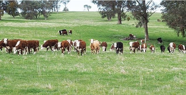 Weed warriors of Ensay powering up the paddocks post image