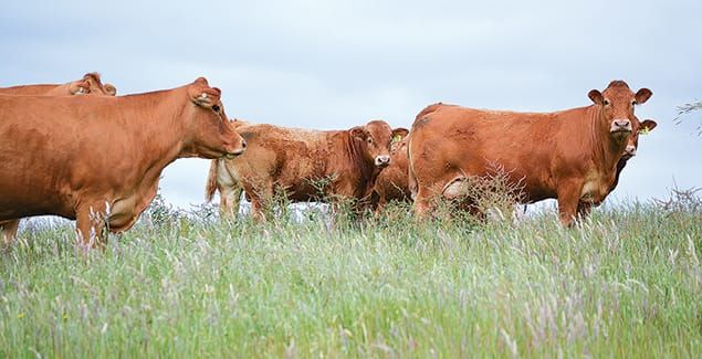 Less milkings without ‘significantly’ reducing milk post image