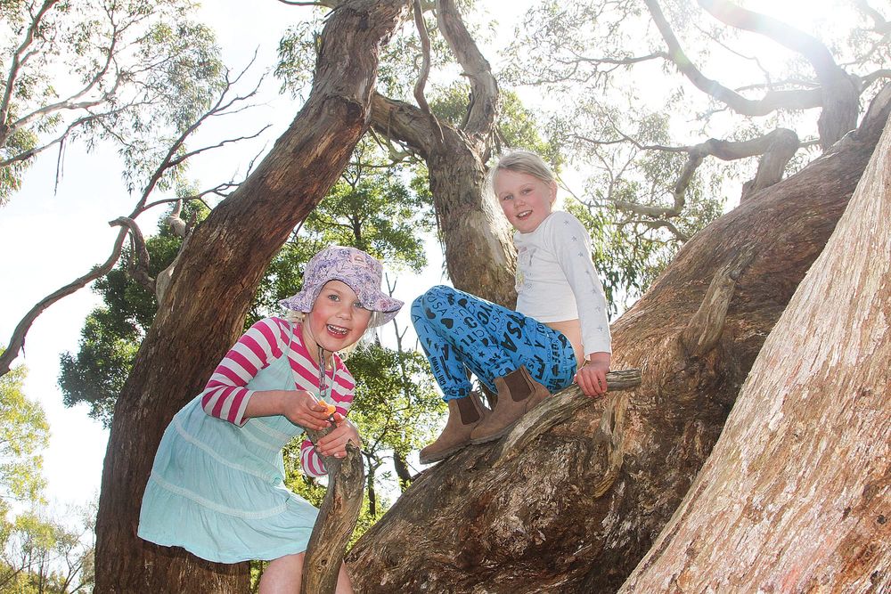 Sweltering hot amongst the street trees post image