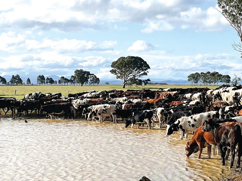 Gippsland farmer continues a sustainable tradition post image